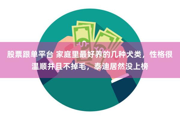 股票跟单平台 家庭里最好养的几种犬类，性格很温顺并且不掉毛，泰迪居然没上榜