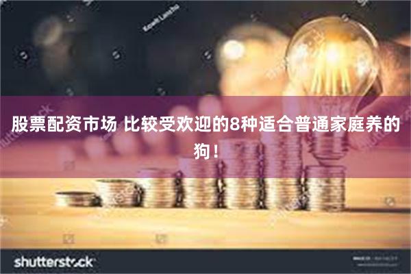 股票配资市场 比较受欢迎的8种适合普通家庭养的狗！