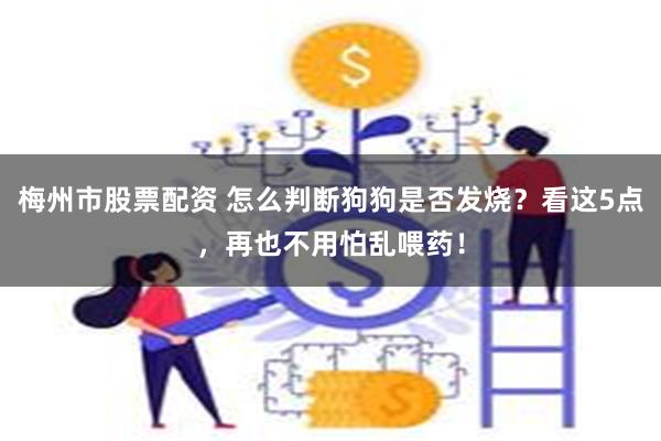 梅州市股票配资 怎么判断狗狗是否发烧？看这5点，再也不用怕乱喂药！