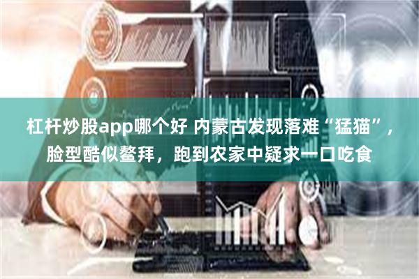 杠杆炒股app哪个好 内蒙古发现落难“猛猫”，脸型酷似鳌拜，跑到农家中疑求一口吃食